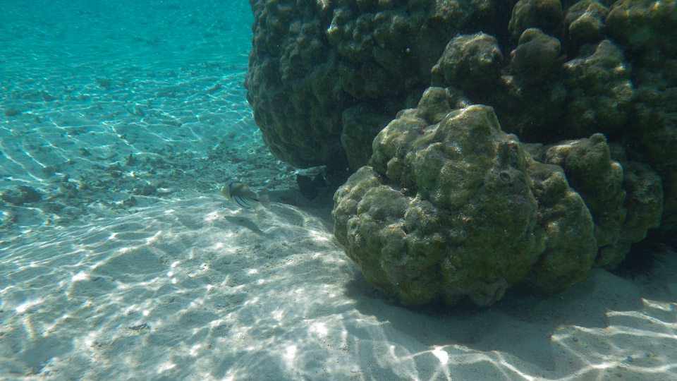 IMGP0211.jpg Sous l eau - Huahine - Copyright : See Otherwise 2012 - 2025
