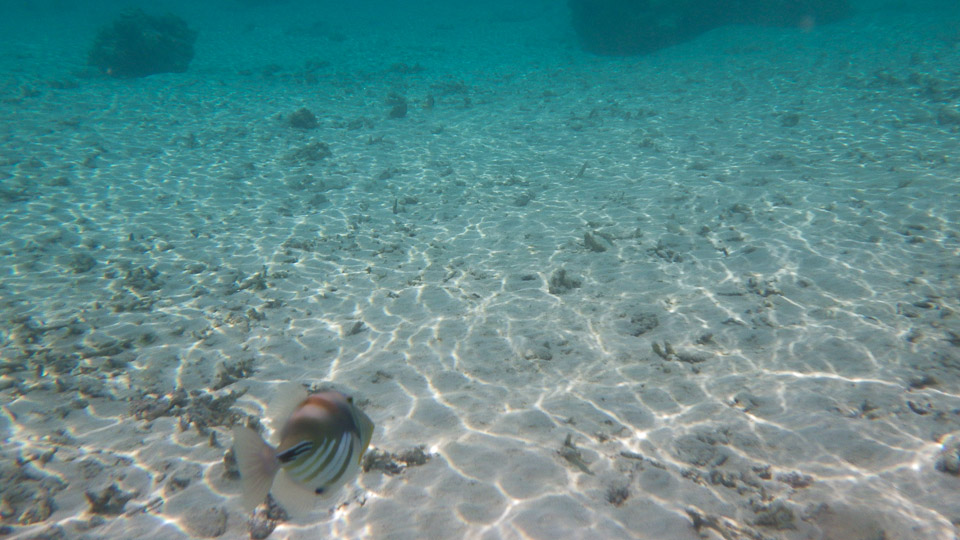 IMGP0213.jpg Sous l eau - Huahine - Copyright : See Otherwise 2012 - 2025