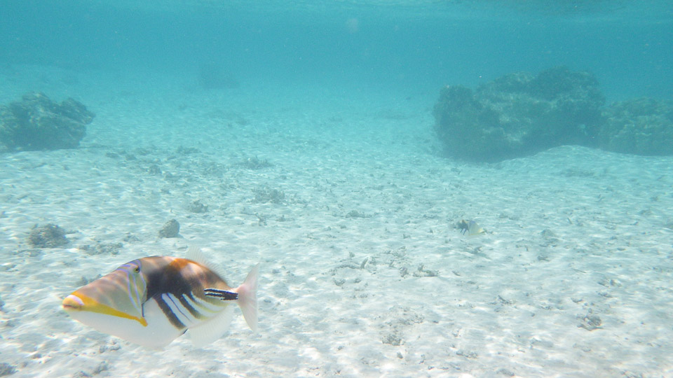 IMGP0215.jpg Sous l eau - Huahine - Copyright : See Otherwise 2012 - 2025