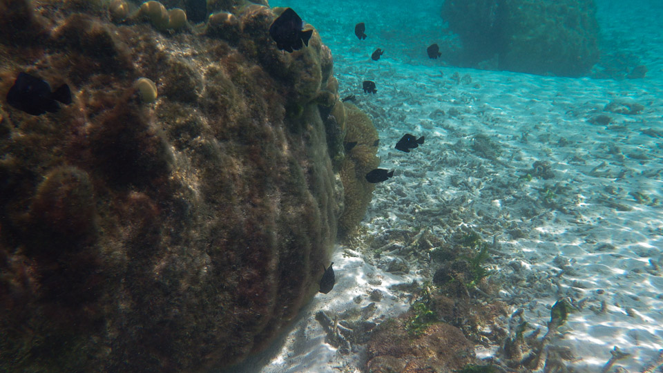 IMGP0218.jpg Sous l eau - Huahine - Copyright : See Otherwise 2012 - 2025