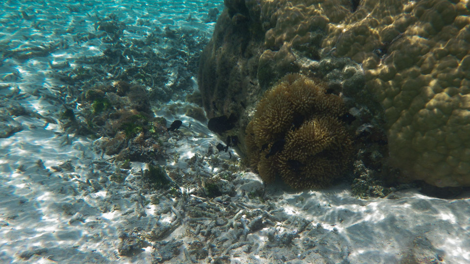 IMGP0226.jpg Sous l eau - Huahine - Copyright : See Otherwise 2012 - 2025