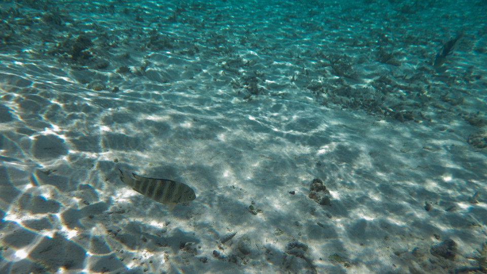 IMGP0228.jpg Sous l eau - Huahine - Copyright : See Otherwise 2012 - 2025