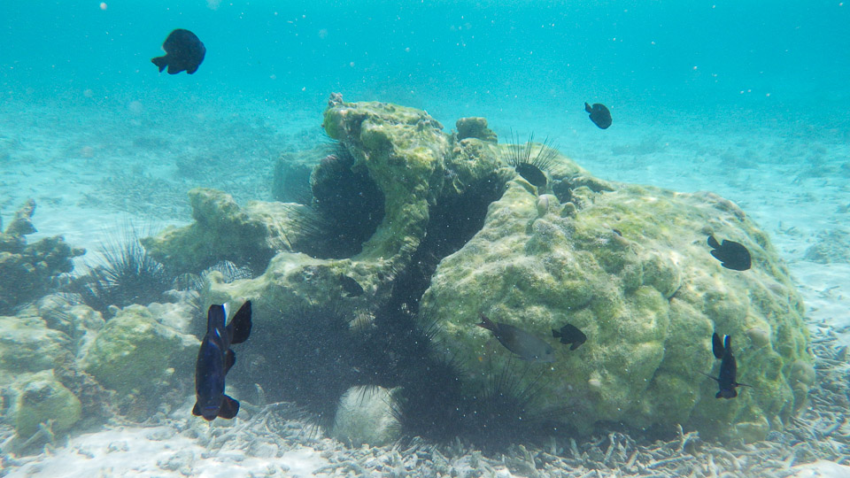 IMGP0234.jpg Sous l eau - Huahine - Copyright : See Otherwise 2012 - 2025