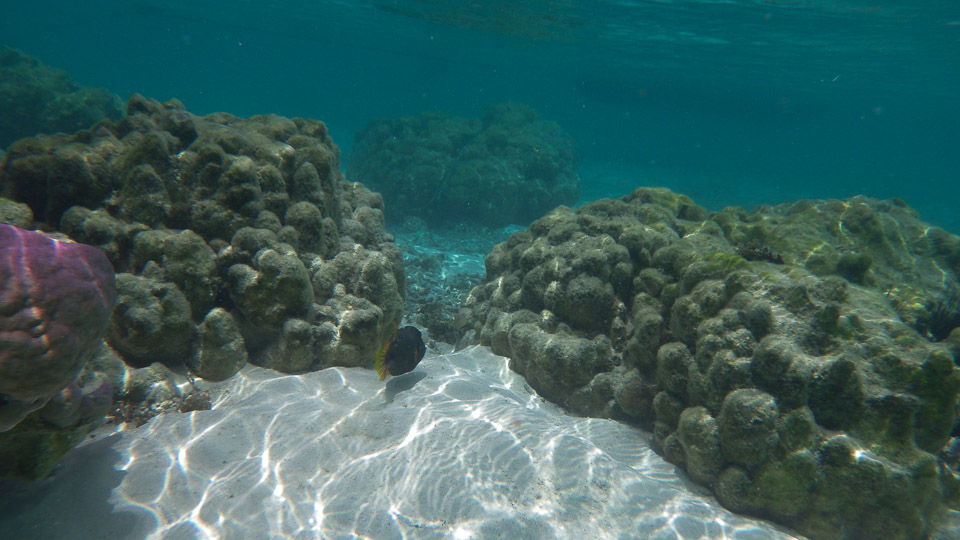 IMGP0253.jpg Sous l eau - Huahine - Copyright : See Otherwise 2012 - 2025