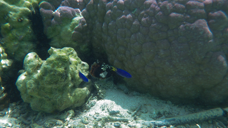 IMGP0273.jpg Sous l eau - Huahine - Copyright : See Otherwise 2012 - 2025