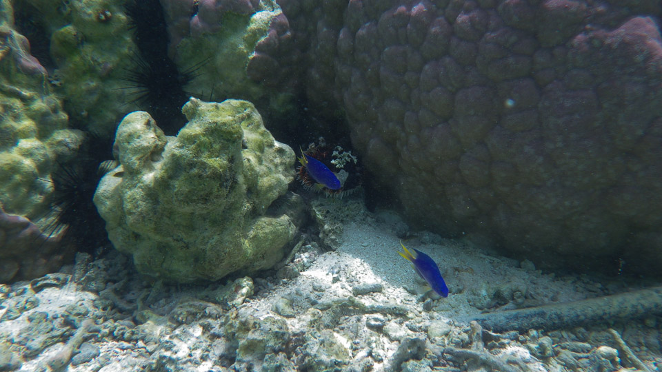 IMGP0275.jpg Sous l eau - Huahine - Copyright : See Otherwise 2012 - 2025