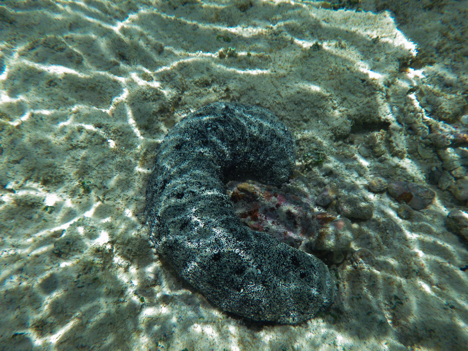 IMGP0282.jpg Sous l eau - Huahine - Copyright : See Otherwise 2012 - 2025