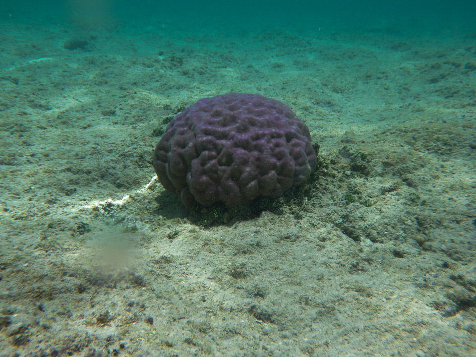 IMGP0286.jpg Sous l eau - Huahine - Copyright : See Otherwise 2012 - 2025