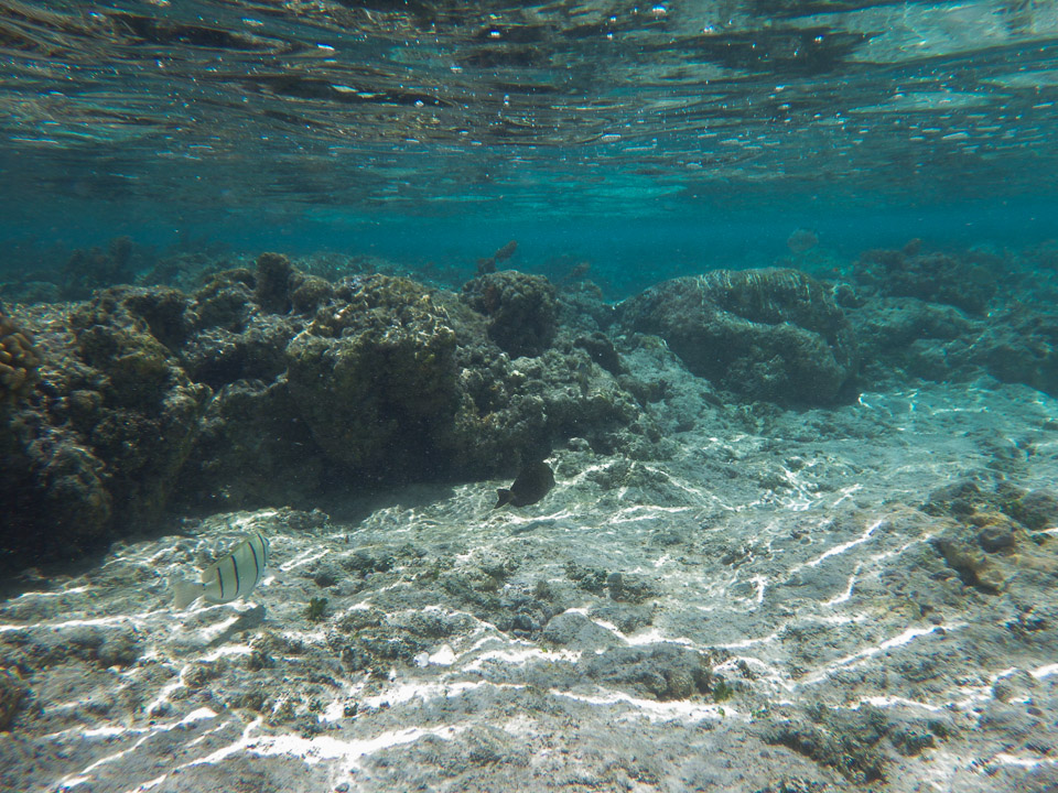 IMGP0293.jpg Sous l eau - Huahine - Copyright : See Otherwise 2012 - 2025