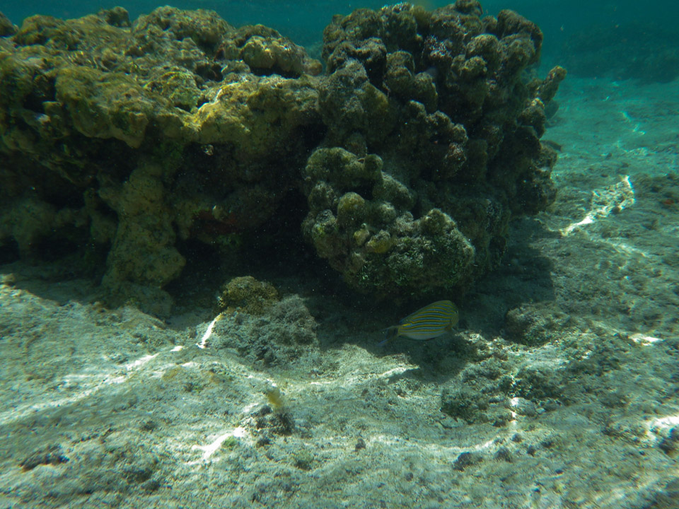 IMGP0294.jpg Sous l eau - Huahine - Copyright : See Otherwise 2012 - 2025
