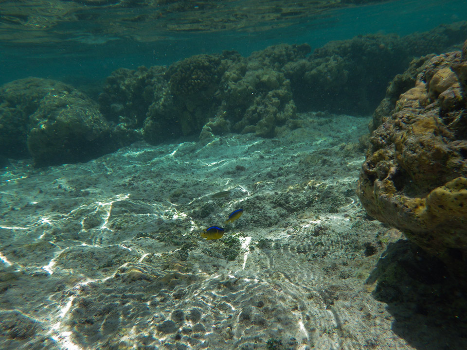 IMGP0296.jpg Sous l eau - Huahine - Copyright : See Otherwise 2012 - 2025