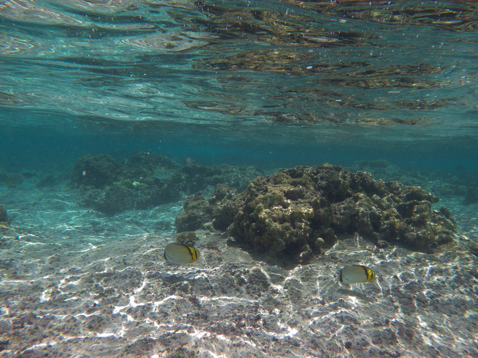 IMGP0322.jpg Sous l eau - Huahine - Copyright : See Otherwise 2012 - 2025