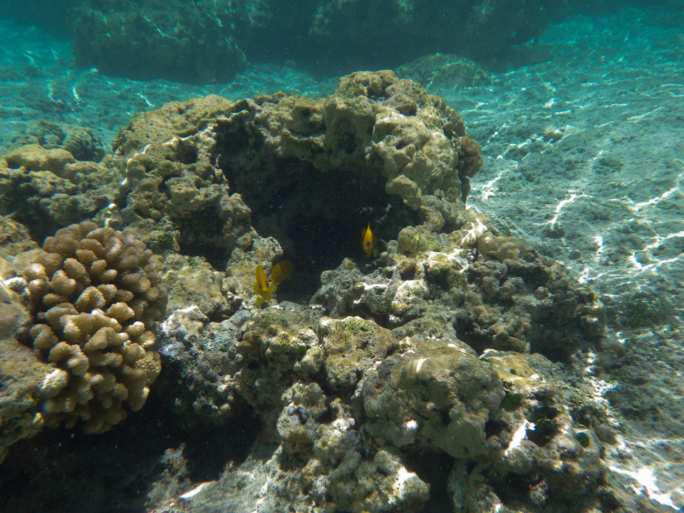 IMGP0345.jpg Sous l eau - Huahine - Copyright : See Otherwise 2012 - 2025