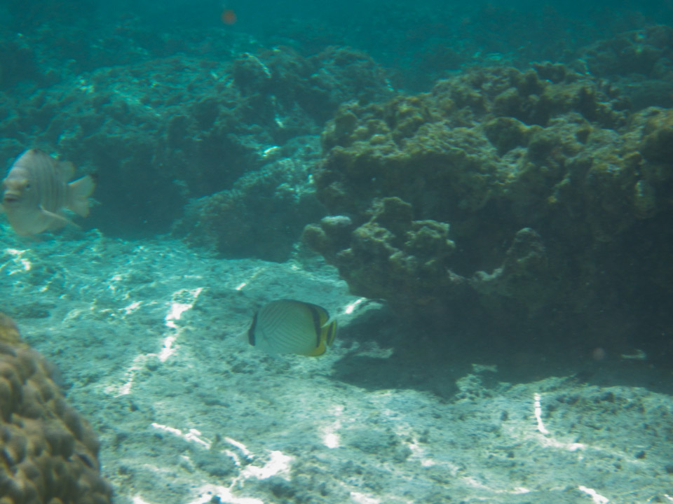 IMGP0361.jpg Sous l eau - Huahine - Copyright : See Otherwise 2012 - 2025