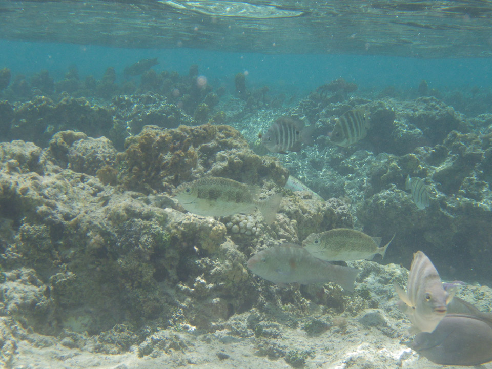 IMGP0382.jpg Sous l eau - Huahine - Copyright : See Otherwise 2012 - 2025