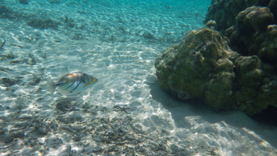 IMGP0210.jpg Sous l eau - Huahine - Copyright : See Otherwise 2012 - 2025