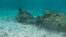 IMGP0187.jpg Sous l eau - Huahine - Copyright : See Otherwise 2012 - 2023