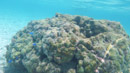Sous l eau - Huahine - Copyright : See Otherwise 2012 - 2025