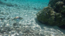 IMGP0210.jpg Sous l eau - Huahine - Copyright : See Otherwise 2012 - 2023