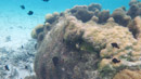 IMGP0219.jpg Sous l eau - Huahine - Copyright : See Otherwise 2012 - 2023