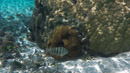 IMGP0227.jpg Sous l eau - Huahine - Copyright : See Otherwise 2012 - 2023