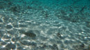 IMGP0228.jpg Sous l eau - Huahine - Copyright : See Otherwise 2012 - 2023