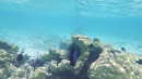 Sous l eau - Huahine - Copyright : See Otherwise 2012 - 2026