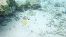 IMGP0259.jpg [Polynesie]Sous l eau - Huahine - Copyright : See Otherwise 2012 - 2022