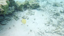 IMGP0259.jpg Sous l eau - Huahine - Copyright : See Otherwise 2012 - 2023