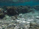 Sous l eau - Huahine - Copyright : See Otherwise 2012 - 2025