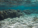 IMGP0293.jpg Sous l eau - Huahine - Copyright : See Otherwise 2012 - 2023