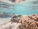 Sous l eau - Huahine - Copyright : See Otherwise 2012 - 2026