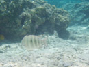 IMGP0370.jpg Sous l eau - Huahine - Copyright : See Otherwise 2012 - 2023