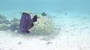 Sous l eau - Huahine - Copyright : See Otherwise 2012 - 2025