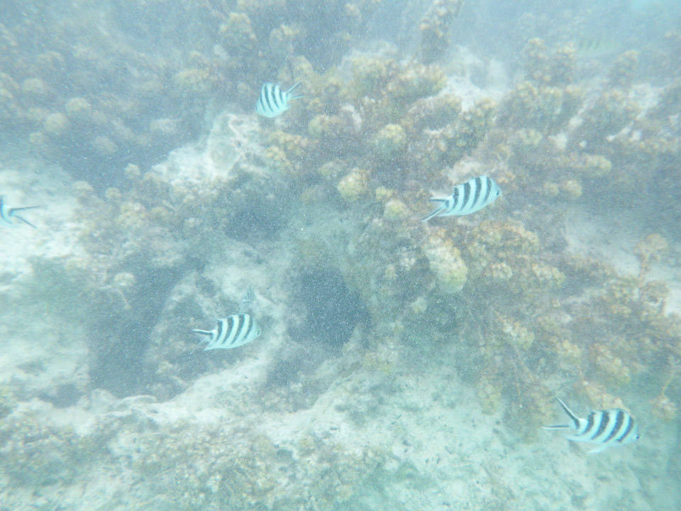 IMGP1865.jpg Sous l eau - Manihi - Copyright : See Otherwise 2012 - 2025