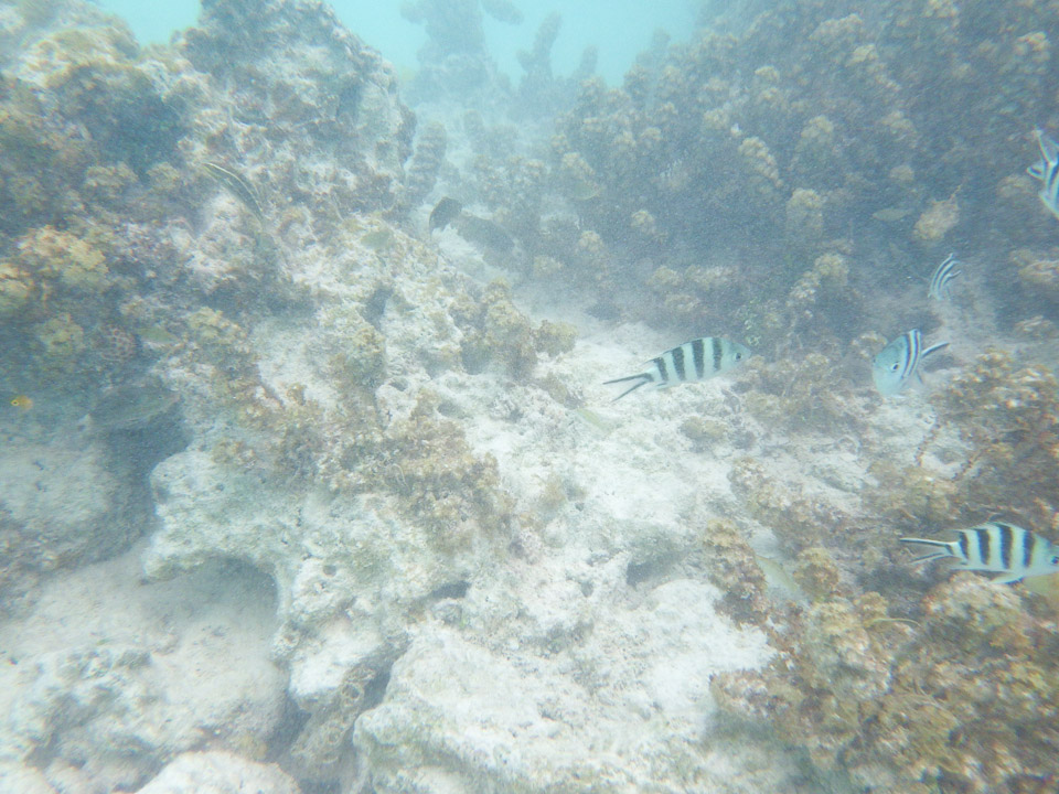 IMGP1866.jpg Sous l eau - Manihi - Copyright : See Otherwise 2012 - 2025