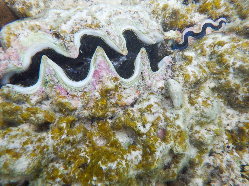 IMGP1887.jpg Sous l eau - Manihi - Copyright : See Otherwise 2012 - 2026