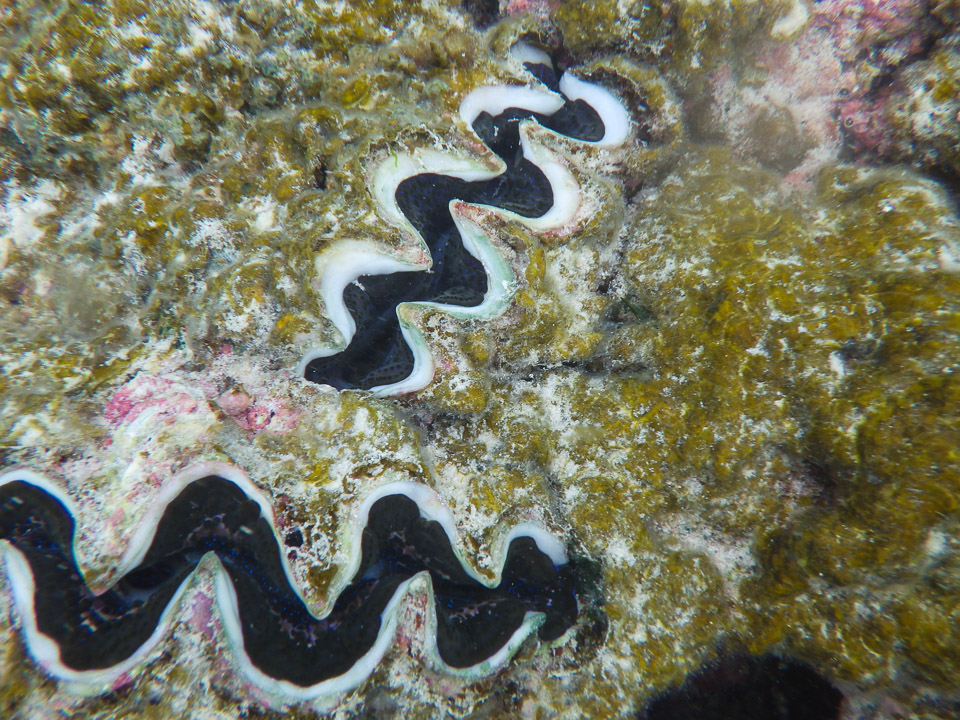 IMGP1894.jpg Sous l eau - Manihi - Copyright : See Otherwise 2012 - 2026