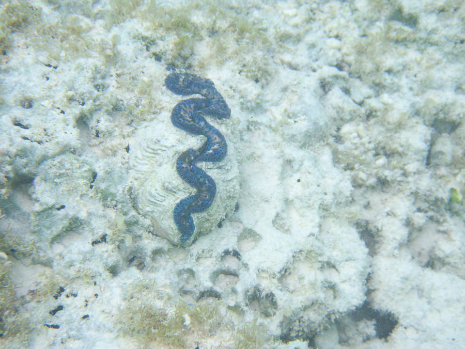 IMGP1924.jpg Sous l eau - Manihi - Copyright : See Otherwise 2012 - 2025