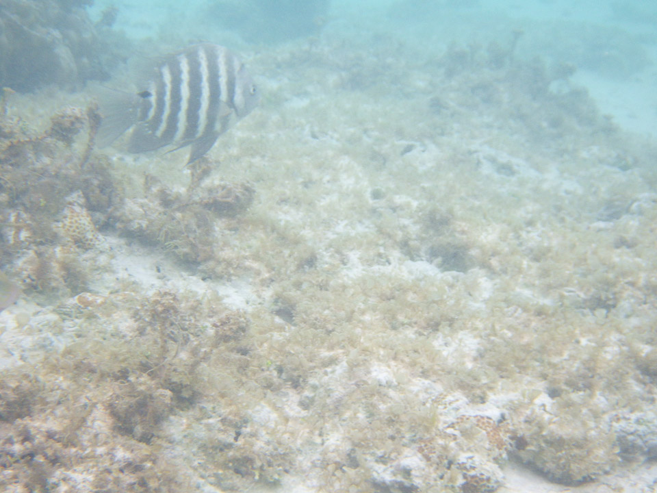 IMGP1926.jpg Sous l eau - Manihi - Copyright : See Otherwise 2012 - 2025