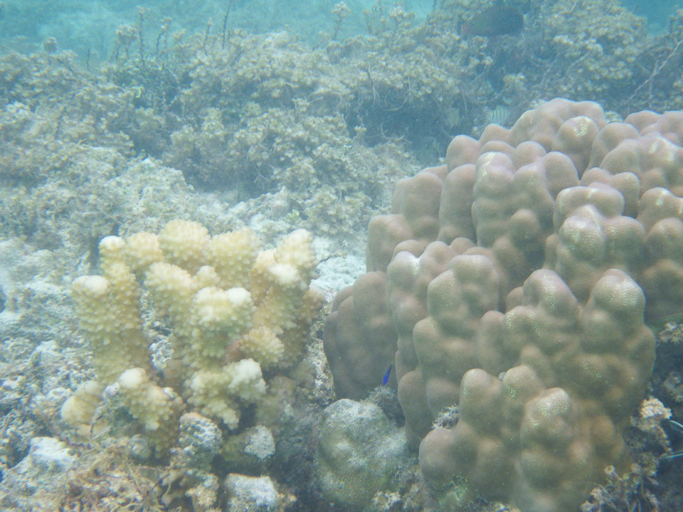 IMGP1931.jpg Sous l eau - Manihi - Copyright : See Otherwise 2012 - 2025