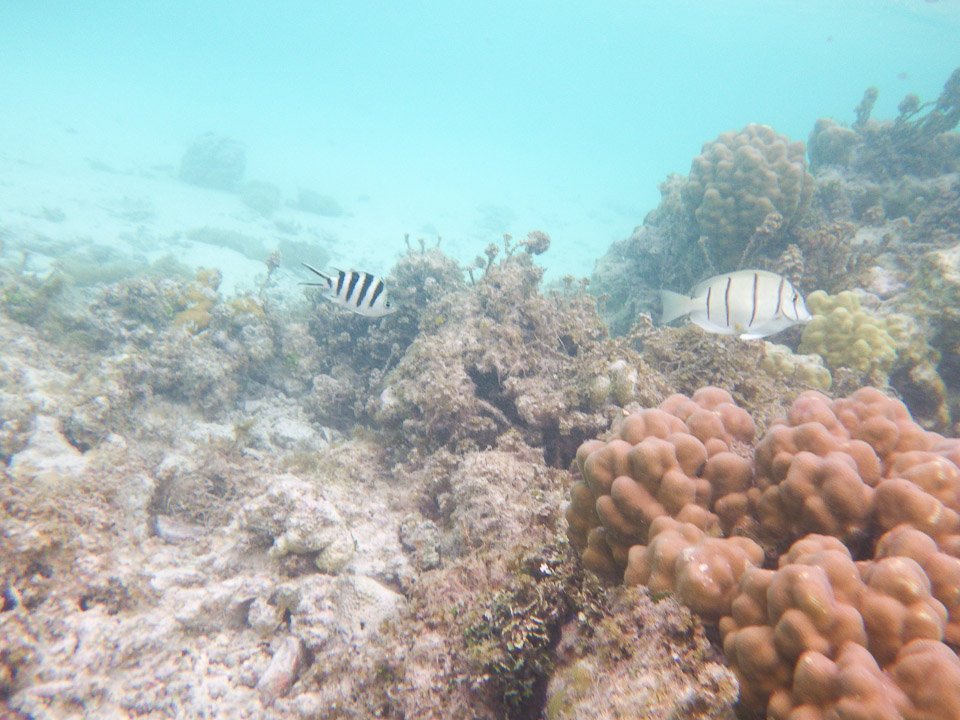 IMGP1943.jpg Sous l eau - Manihi - Copyright : See Otherwise 2012 - 2025
