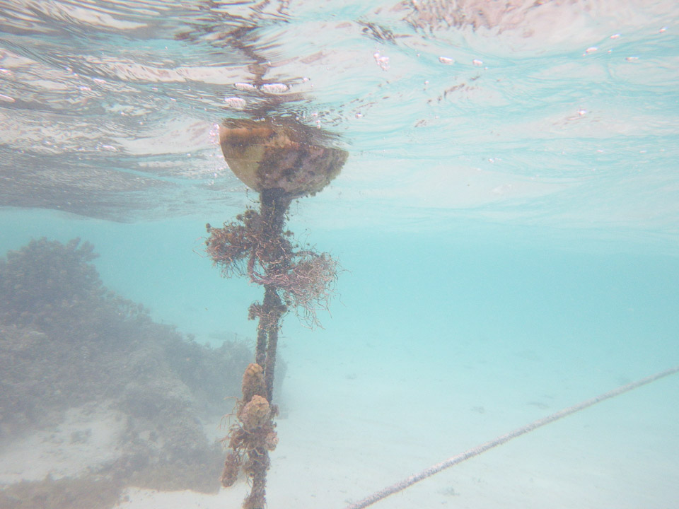 IMGP1946.jpg Sous l eau - Manihi - Copyright : See Otherwise 2012 - 2026