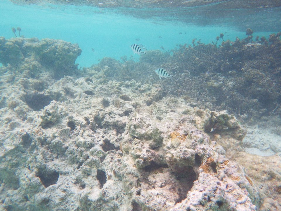 IMGP1948.jpg Sous l eau - Manihi - Copyright : See Otherwise 2012 - 2025
