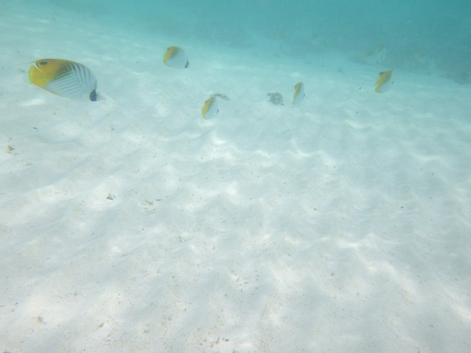 IMGP1952.jpg Sous l eau - Manihi - Copyright : See Otherwise 2012 - 2026