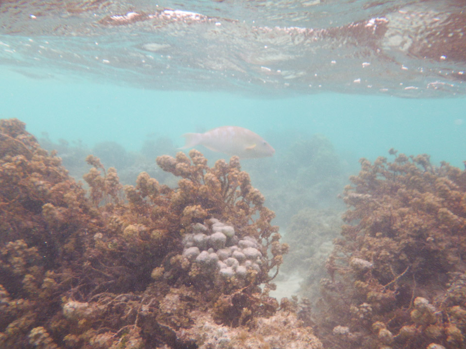 IMGP1961.jpg Sous l eau - Manihi - Copyright : See Otherwise 2012 - 2025
