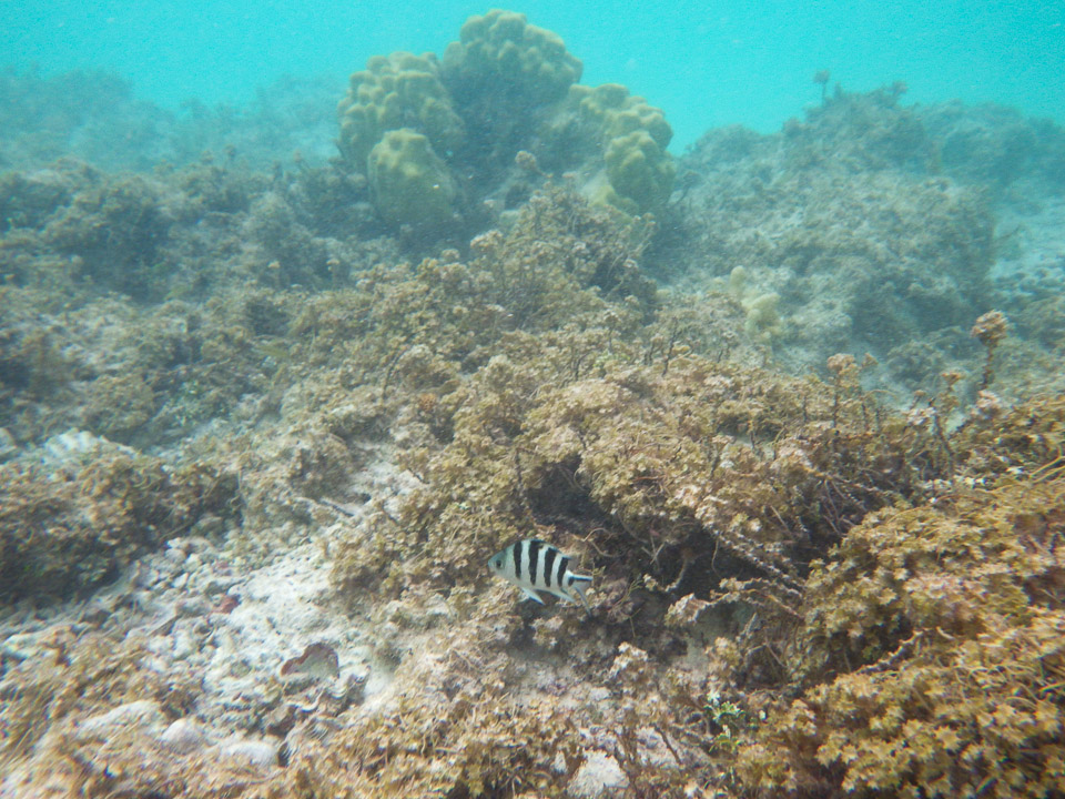 IMGP1968.jpg Sous l eau - Manihi - Copyright : See Otherwise 2012 - 2026