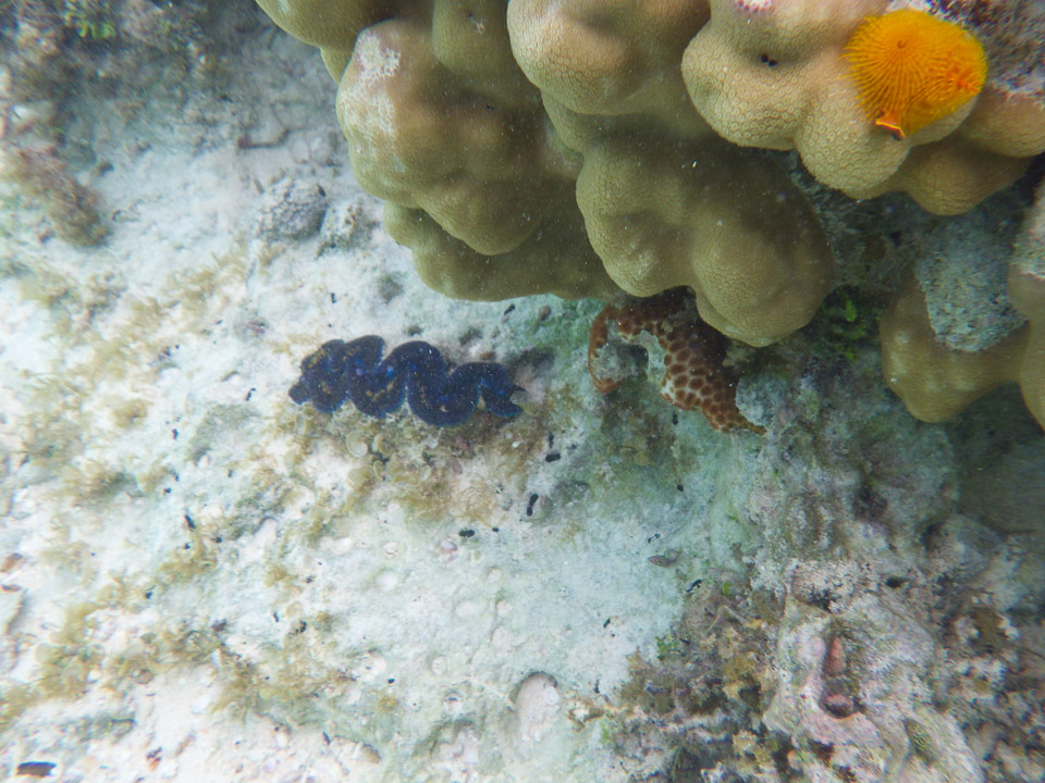 IMGP1972.jpg Sous l eau - Manihi - Copyright : See Otherwise 2012 - 2025