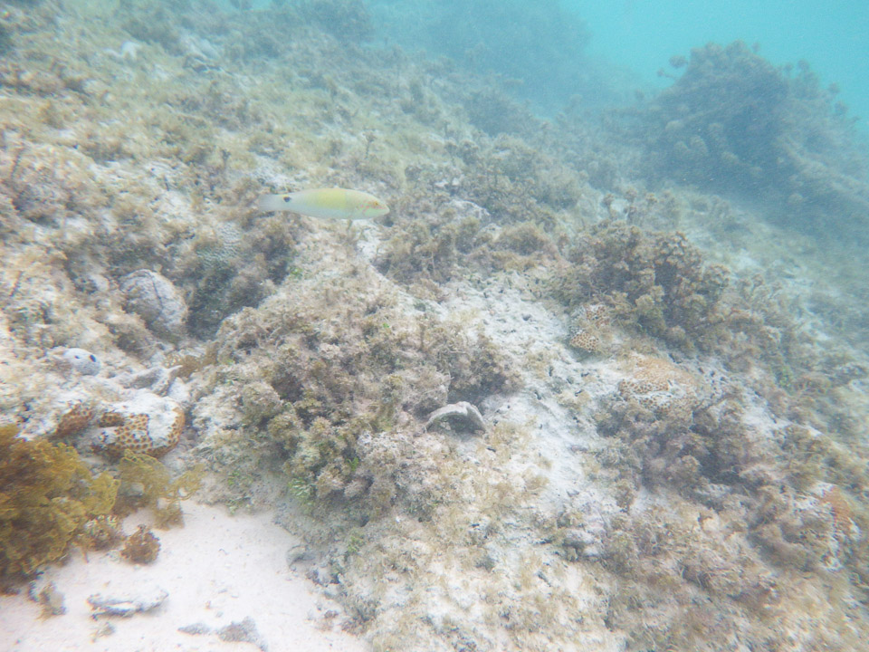 IMGP1978.jpg Sous l eau - Manihi - Copyright : See Otherwise 2012 - 2025