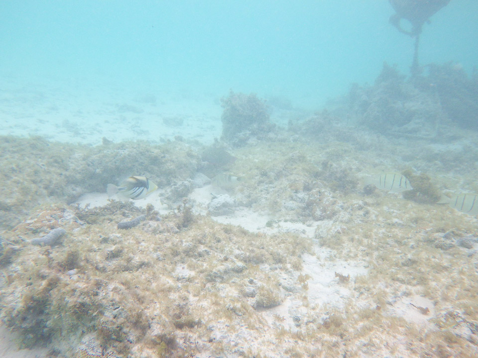 IMGP1983.jpg Sous l eau - Manihi - Copyright : See Otherwise 2012 - 2025